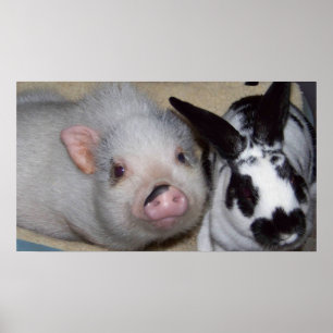 Poster Potbelly Cochon et ami