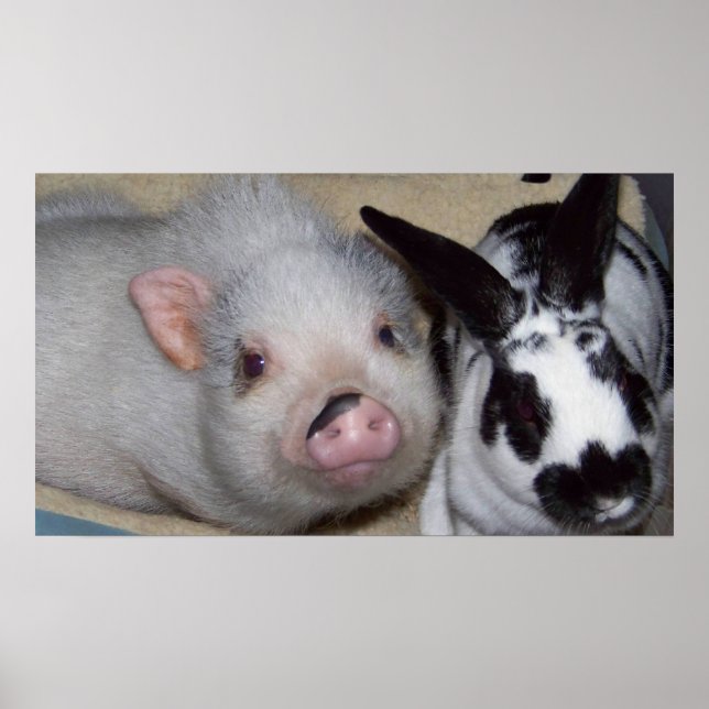 Poster Potbelly Cochon et ami (Devant)