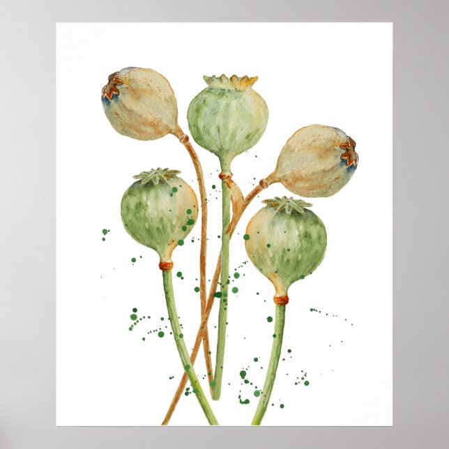 Poster Pots de graines de pavot d'aquarelle (Devant)
