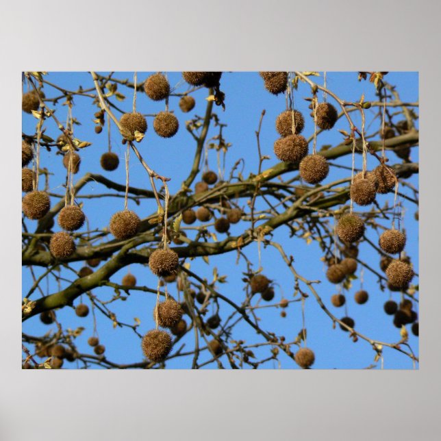 Poster Pots de semences - London Plane Tree (Devant)