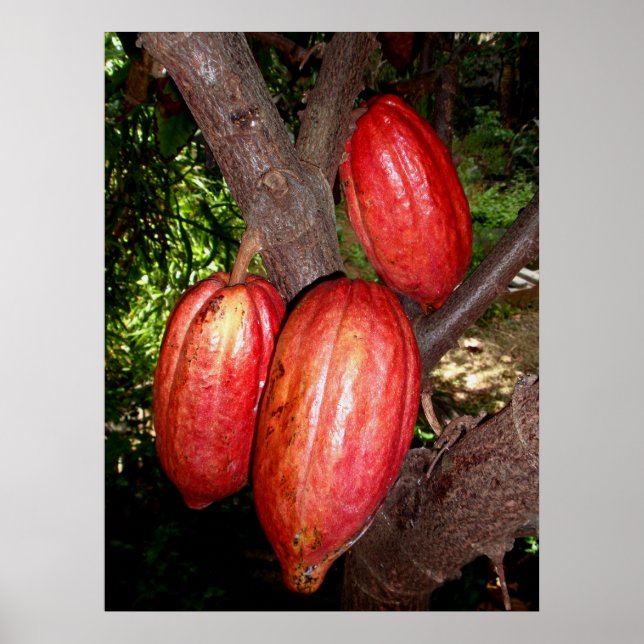 Poster Pots Hawaïens Cacao (Devant)