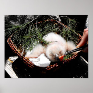 Poster Poule d'aigle poussin au moment de l'alimentation