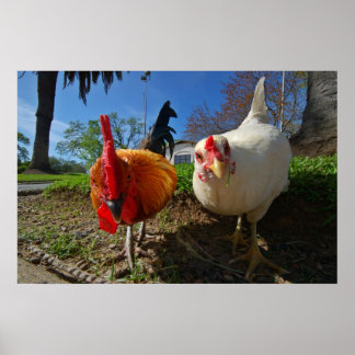Poster poule et coq