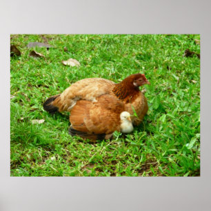 Poster Poule et poussin