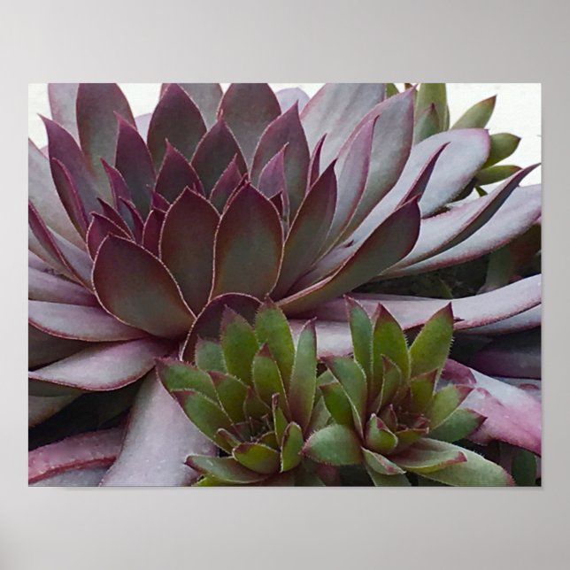 Poster Poules et poules (Devant)