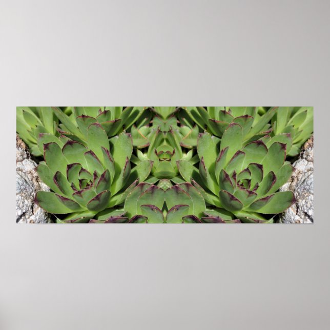 Poster Poules Et Poules Jardins Succulents Miroir Abstrai (Devant)