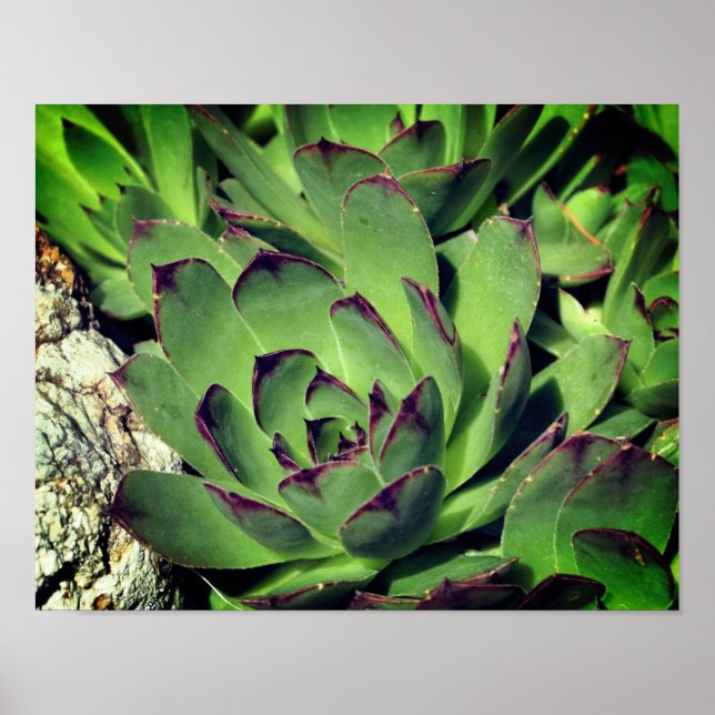 Poster Poules Et Poules Succulents De Jardin Gros Plan (Devant)