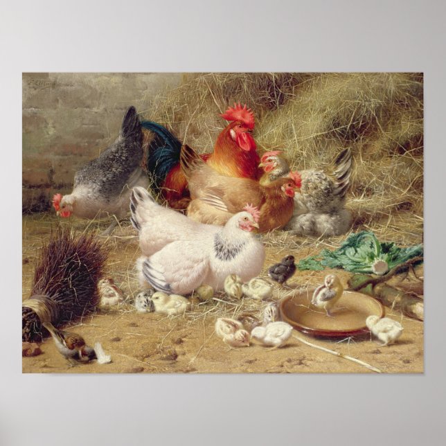 Poster Poules nichant avec leurs poulets (Devant)