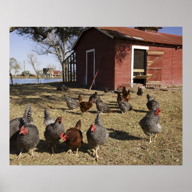 Poster Poules travaillant aux alentours du poulailler Cli (Devant)