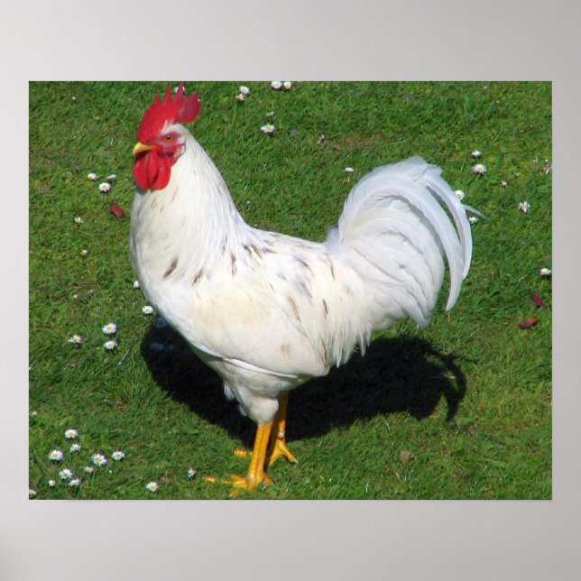Poster Poulet (Devant)