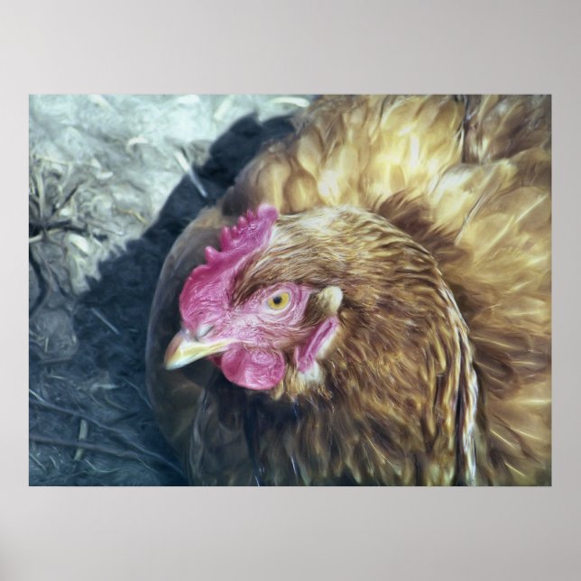 POSTER POULET (Devant)