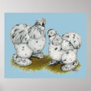 Poster Poulet à éclaboussures de Silkie Bantam