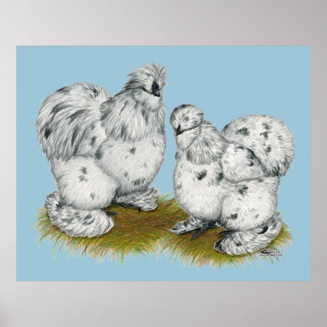 Poster Poulet à éclaboussures de Silkie Bantam (Devant)
