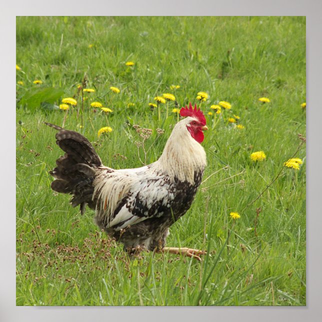 Poster poulet, coq, animal, oiseau, ferme, agriculture, (Devant)