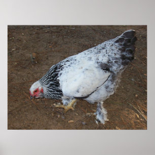Poster Poulet de Brahma