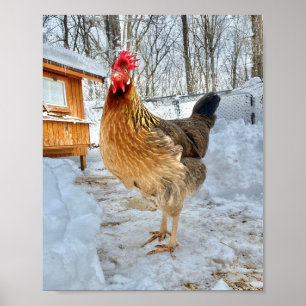 Poster Poulet de Leghorn Brown