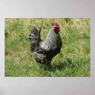 Poster Poulet de roche de Plymouth