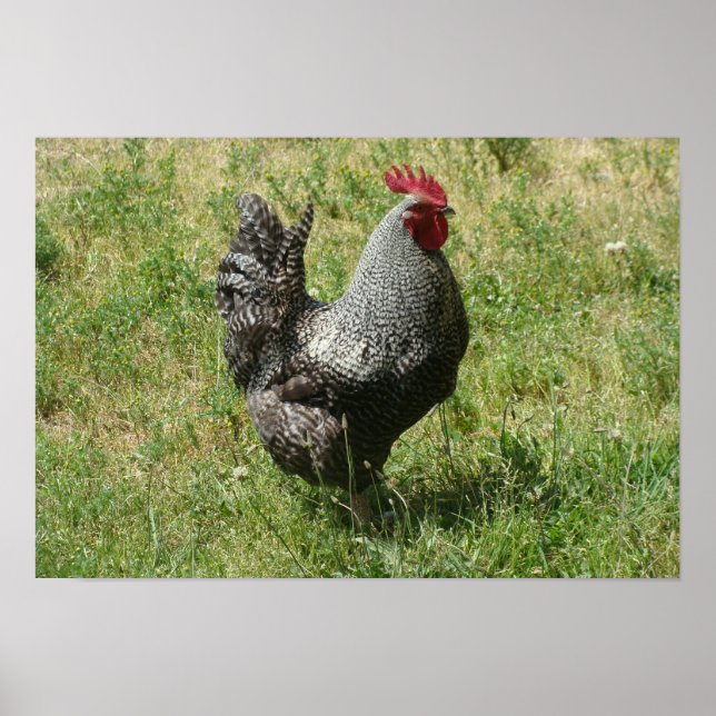 Poster Poulet de roche de Plymouth (Devant)