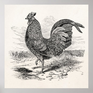 Poster Poulet vintage Kulm Fowl Rooster - Poulets Hen
