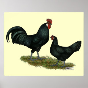 Poster Poulets Augsburger