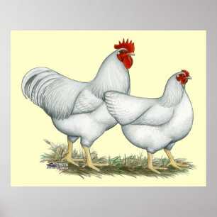 Poster Poulets blancs