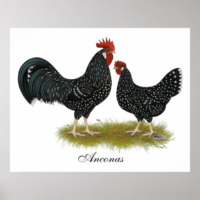 Poster Poulets d'Ancône (Devant)