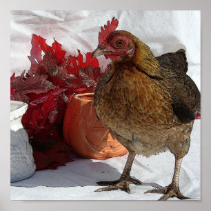 Poster Poulets d'automne