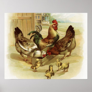 Poster Poulets de la ferme d'art vintage