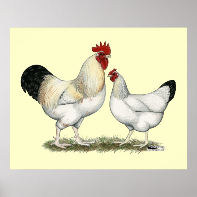 Poster Poulets de la rivière Indian (Devant)