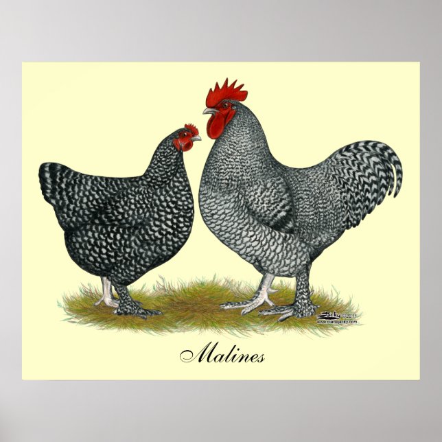 Poster Poulets de Maline (Devant)