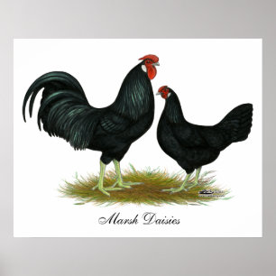 Poster Poulets de marguerite de marais