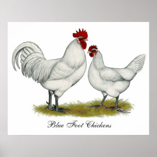 Poster Poulets de pieds bleus