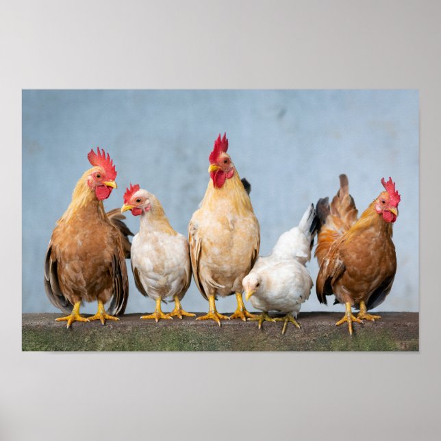 Poster Poulets et coqs sur un mur (Devant)