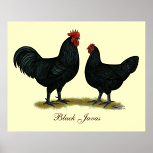 Poster Poulets Java noirs