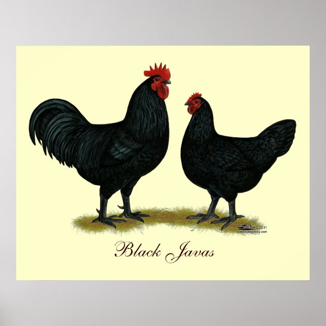 Poster Poulets Java noirs (Devant)