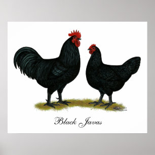 Poster Poulets Java noirs