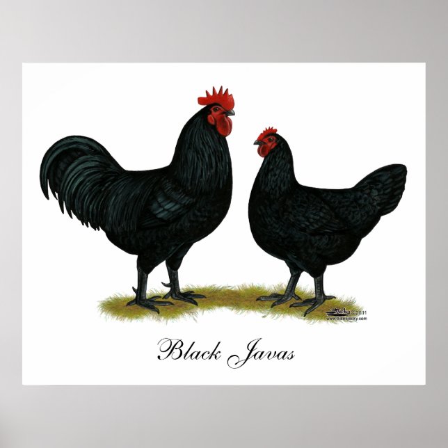 Poster Poulets Java noirs (Devant)
