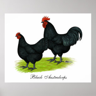 Poster Poulets noirs d'Australorp