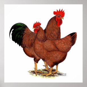 Poster Poulets rouges de production