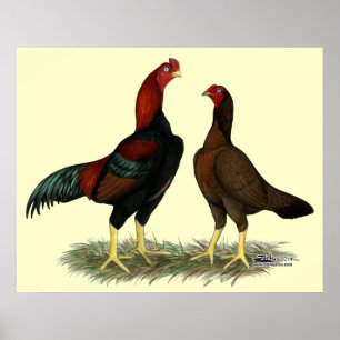 Poster Poulets rouges noirs Aseel