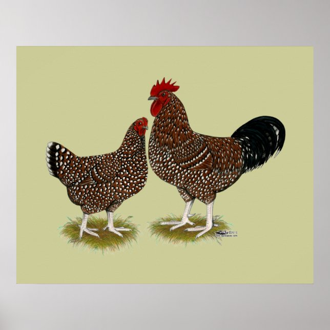 Poster Poulets Sussex Speckés (Devant)