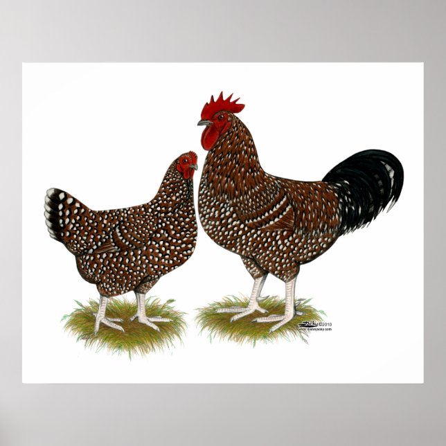 Poster Poulets Sussex Speckés (Devant)
