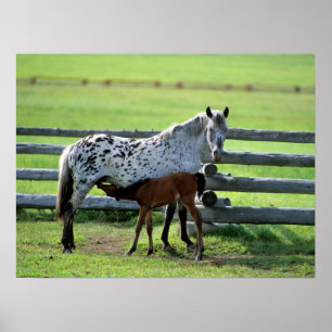 Poster Pouliche Appaloosa et poulain