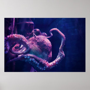 Poster poulpe