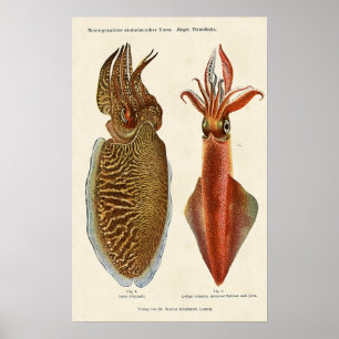 Poster Poulpe 1913 d'und de sépia