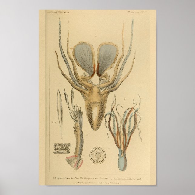 Poster poulpe de calmar Cephalopod Créatures de mer Art I (Devant)