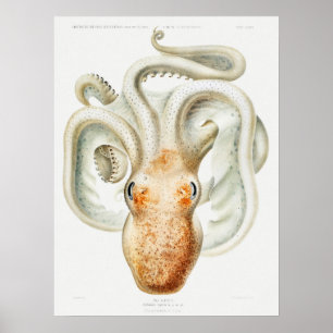 Poster poulpe de velodona par Carl Chun