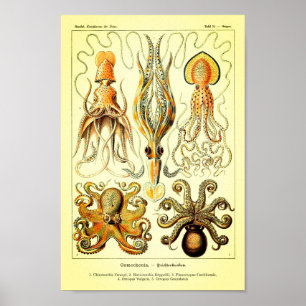 Poster Poulpe d'Ernst Haeckel