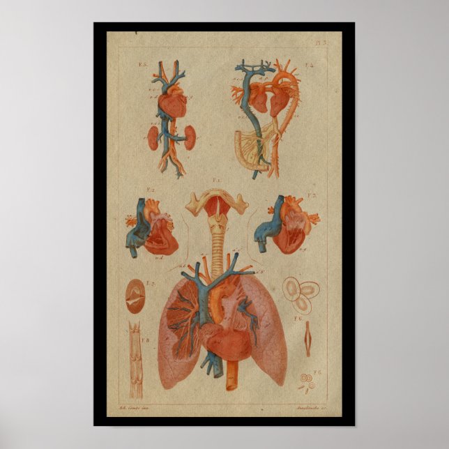 Poster Poumons cardiaques Anatomie humaine Vintage Imprim (Devant)