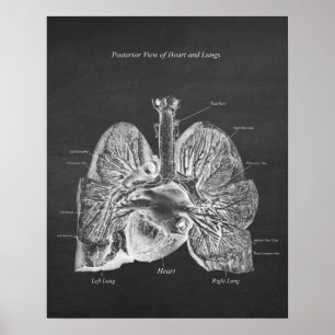 Poster Poumons Coeur Anatomie Art Décor Vue postérieure